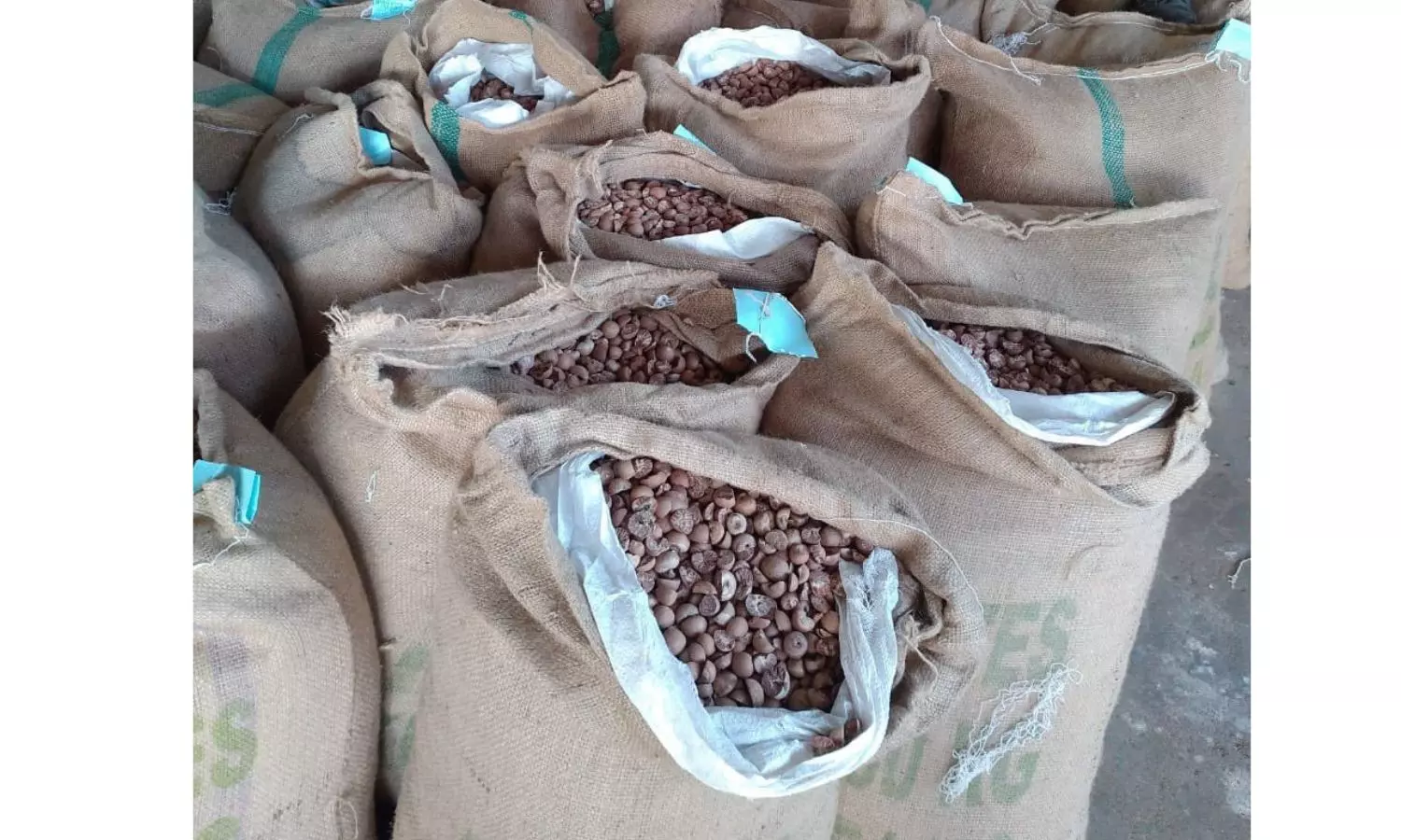 Two consignments of 15 containers concealing areca nuts worth Rs 9 crore intercepted