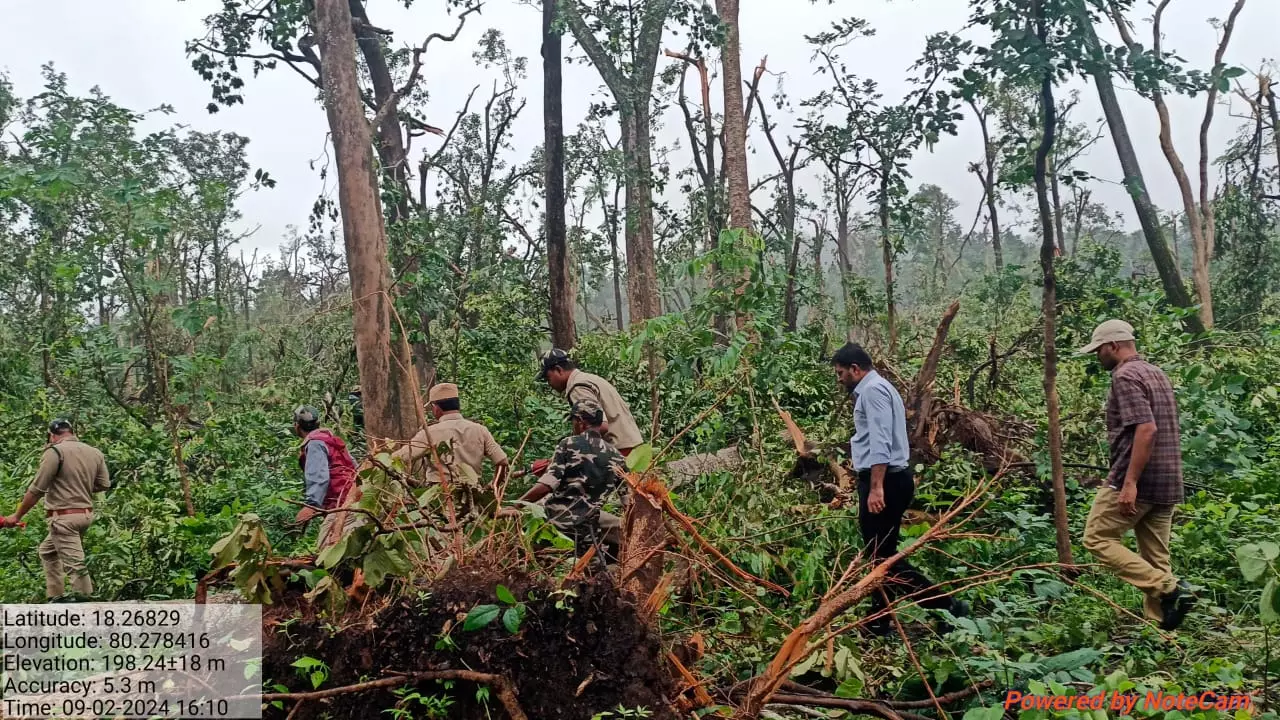 1 lakh trees uprooted in forest region of Mulugu