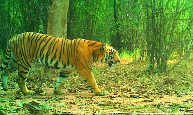 Floods Threaten Tigers in Telangana-Maharashtra Corridor