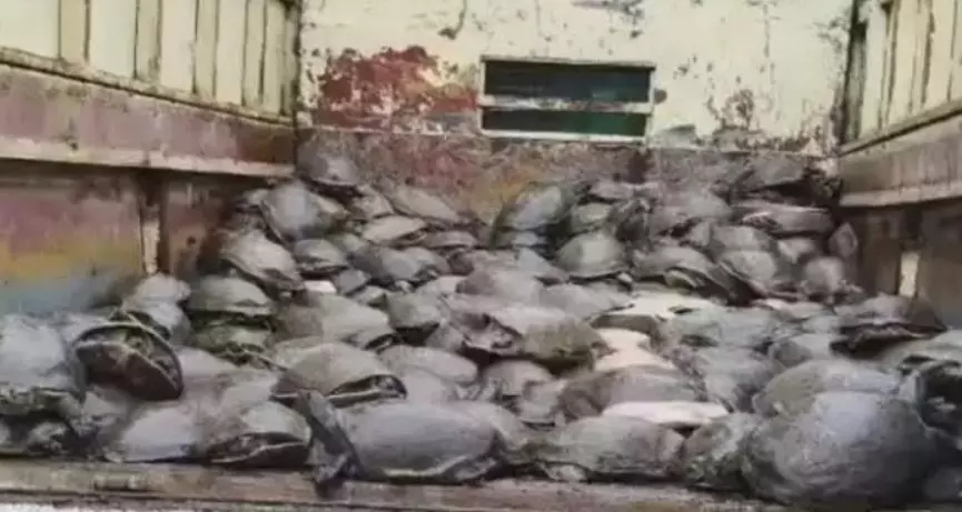 500 Turtles Rescued in Odisha’s Malkangiri, Four Persons Arrested