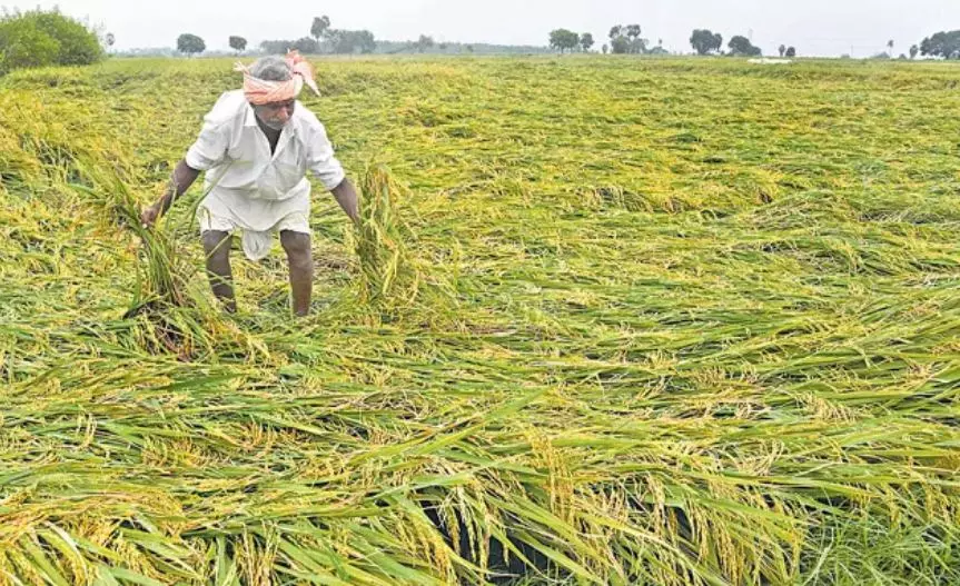 CPM Demands Support for Rain-Affected Farmers