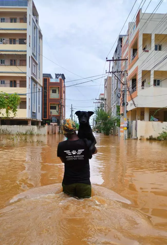 NGOs Rescue 300 Stray Animals Amid Vijayawada Floods