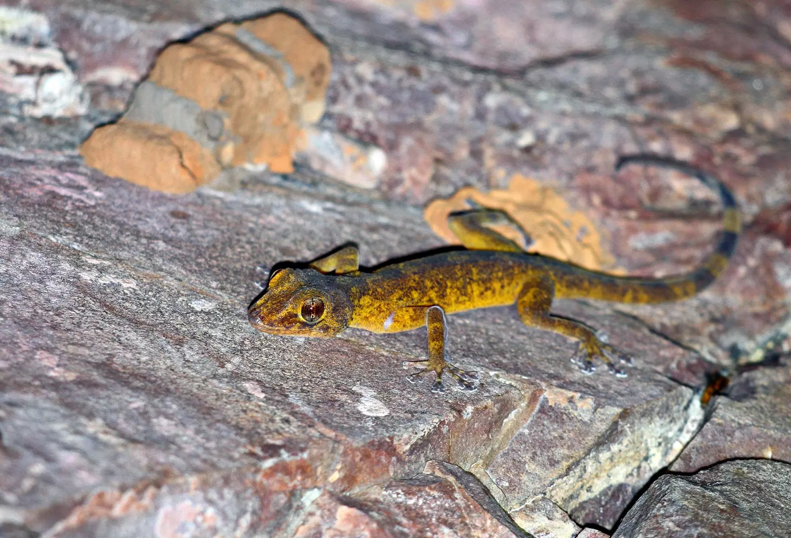 Indian Golden Gecko Sighted in Seshachalam Forest