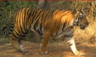 Second tiger attack in two days in Telangana leaves man injured