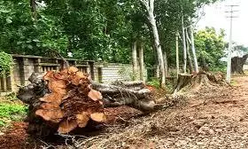 Development takes toll, Odisha loses 26.75 lakh trees in 23 years