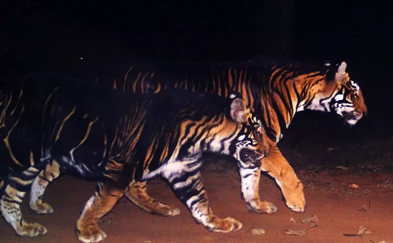 55 Tigers Lost to Poaching, Electrocution in Odisha