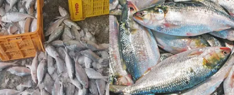 Fishermen in Odisha see bumper Hilsa catch after recent low-pressure system