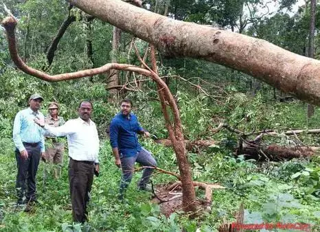 Telangana: Experts still clueless on forest disaster in Mulugu