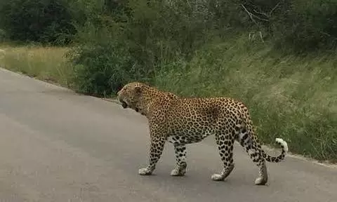 Leopard on the Loose 10 Days After First Sighting in Diwancheruvu