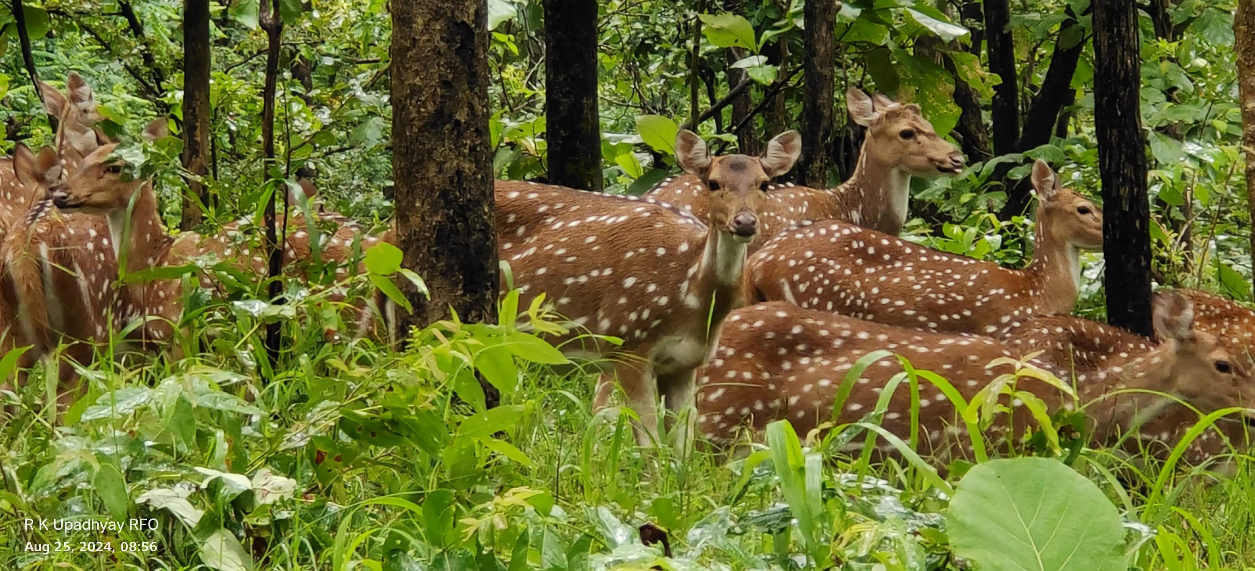 Pench Tiger Reserve Faces Habitat Strain Due to Spotted Deer Overpopulation