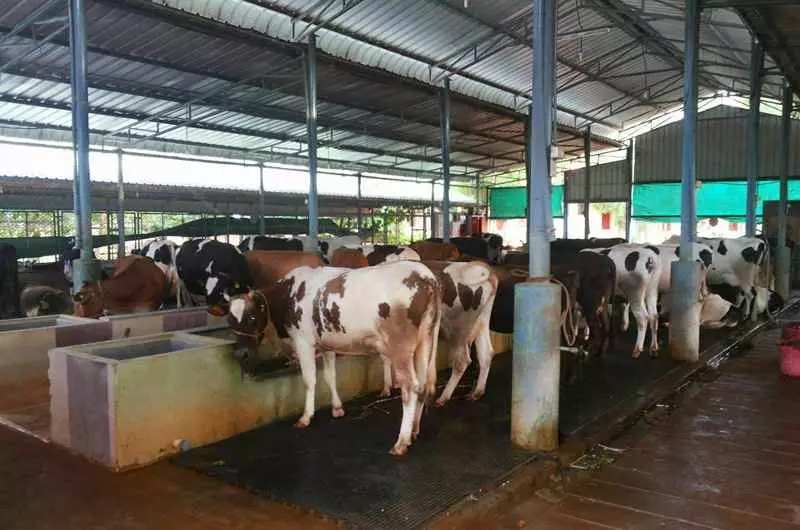 Indira Dairy to be set up in Khammam