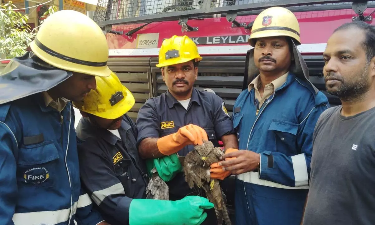 Hyderabad: DRF team rescues eagle trapped in wires