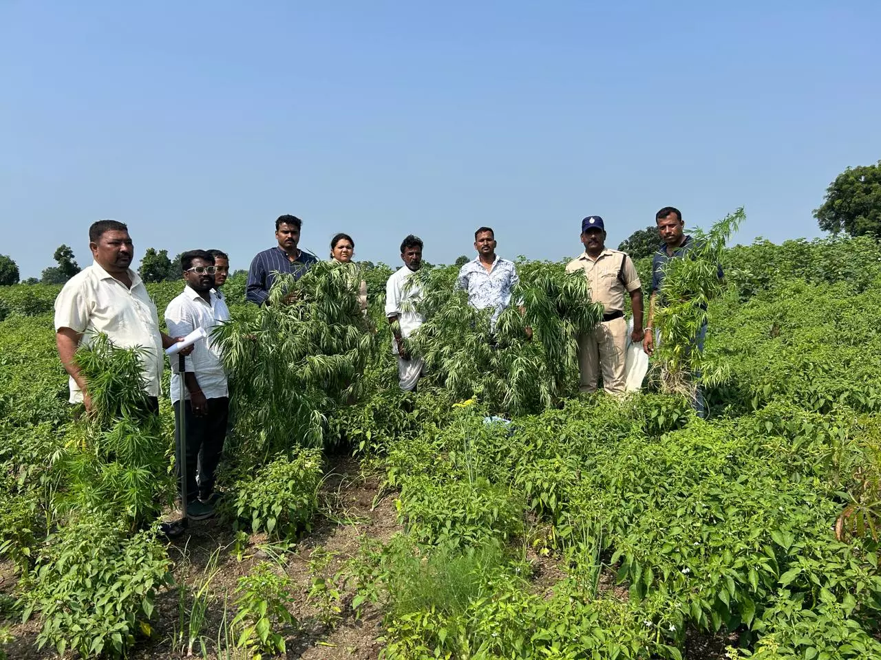 Ganja plants cultivated in agricultural land destroyed in Sangareddy