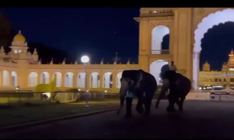 Two Tamed Elephants Ran Amok in Mysuru City