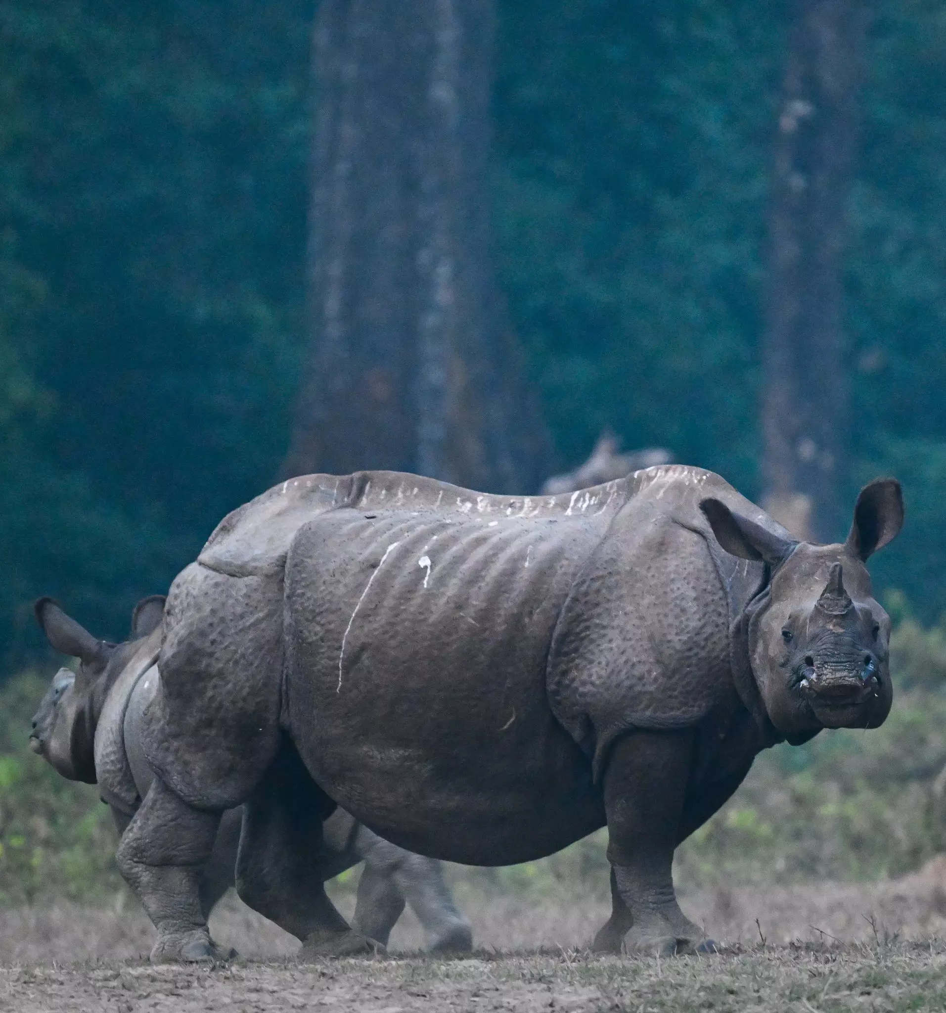 Assams rhino population grows fivefold