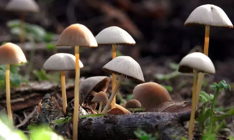 Magic mushrooms found to offer more long-term benefits than anti-depressants