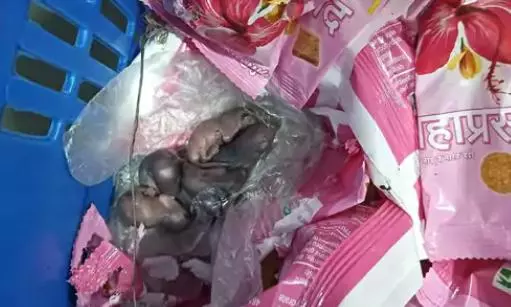 Mice Found on Prasad Packets, Siddhivinayak Temple Trust Denies Viral Claim