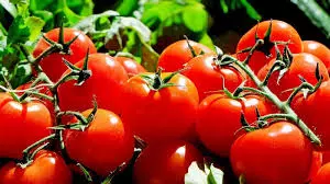 Los precios del tomate aumentan en Kurnool