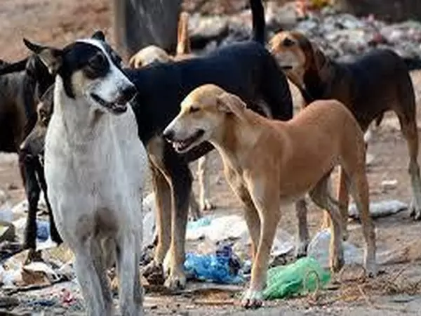 Telangana: 6 Injured in Stray Dog Attacks at Kamareddy Town