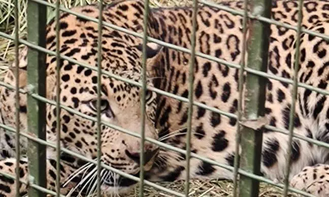 Leopard Spotted in Bengaluru’s Electronic City Captured