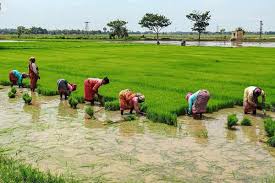 Telangana govt's announcement of Rs 500 bonus on fine paddy pushes cultivation up by 61 per cent