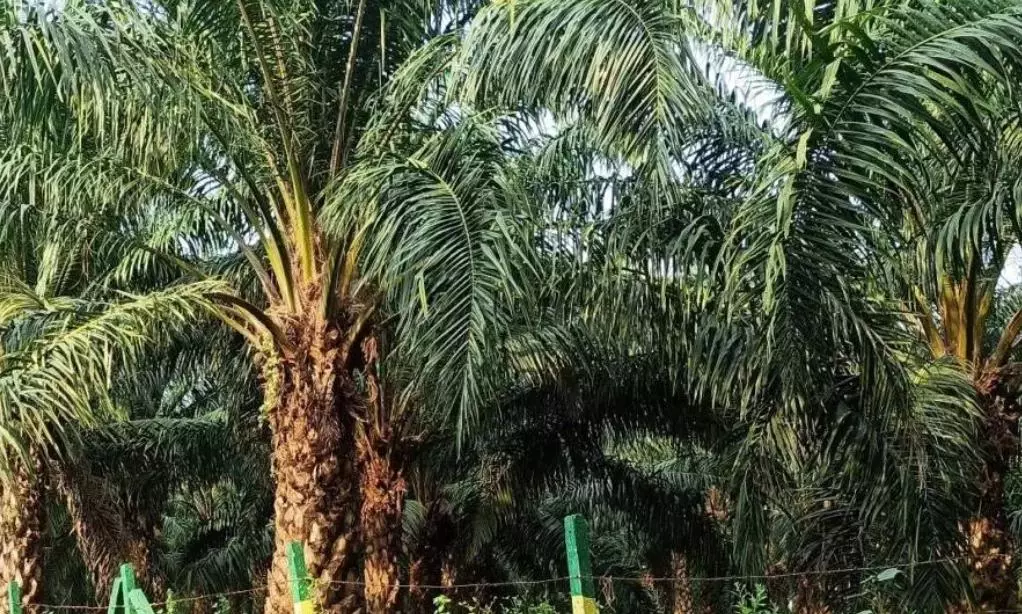 Telangana Government Plans to Increase Palm Oil Acreage