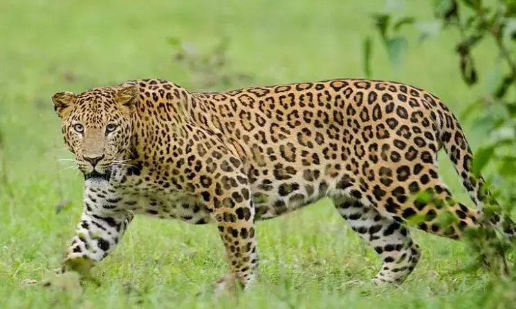 Leopard Movement at Julurupadu Confirmed