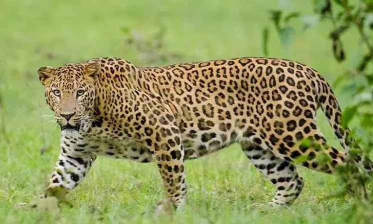 Leopard Search Continues in Kadiyam Nurseries, No Traces Found