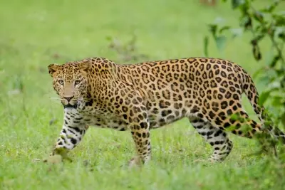 Leopard beaten to death for attacking home-guard jawan in UP