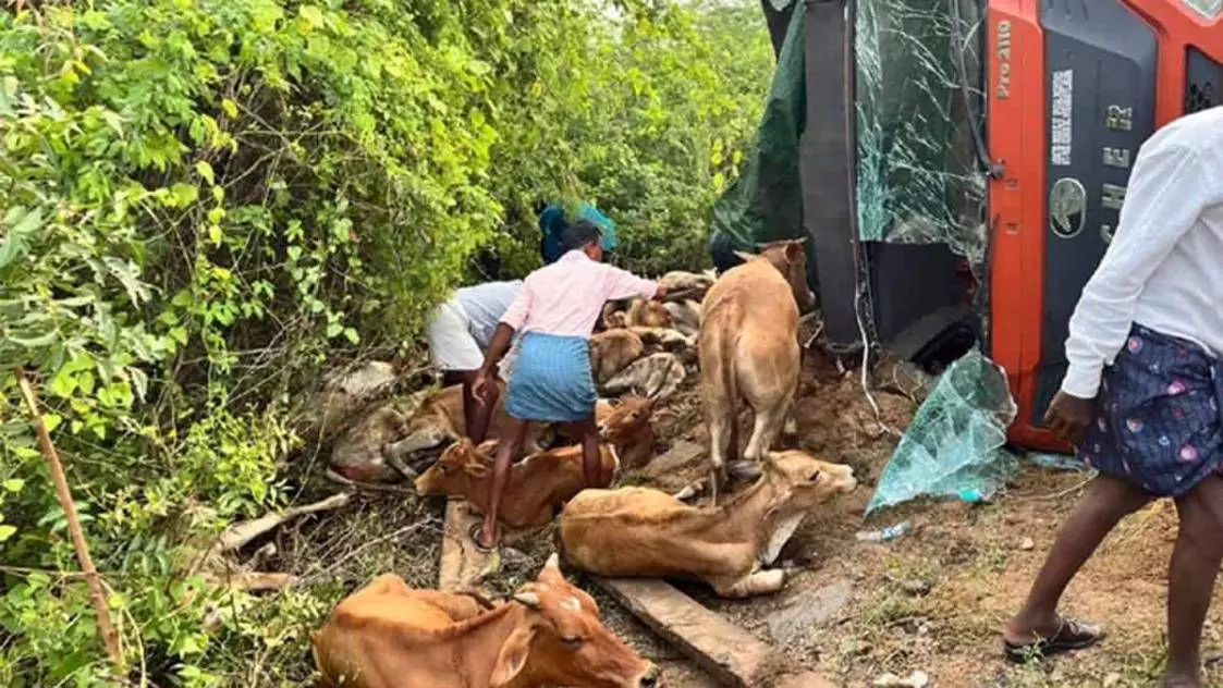 16 Cows Killed As Vehicle Illegally Carrying Them Overturns