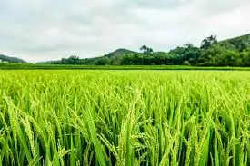 Telangana: Farmers expand crop area amid good rains