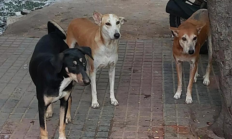 68-year-old woman chased, bitten by stray dogs in Thane