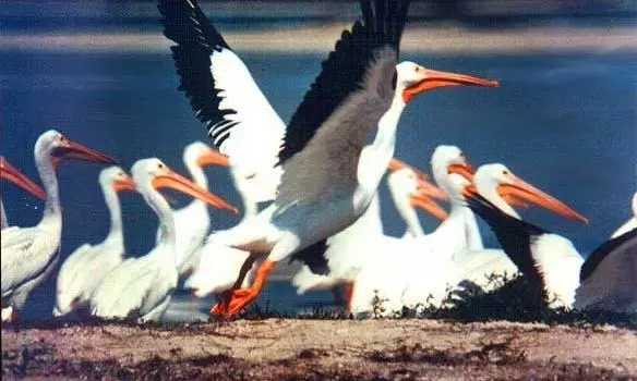 Pelicans, Painted Storks Flock to Srikakulam