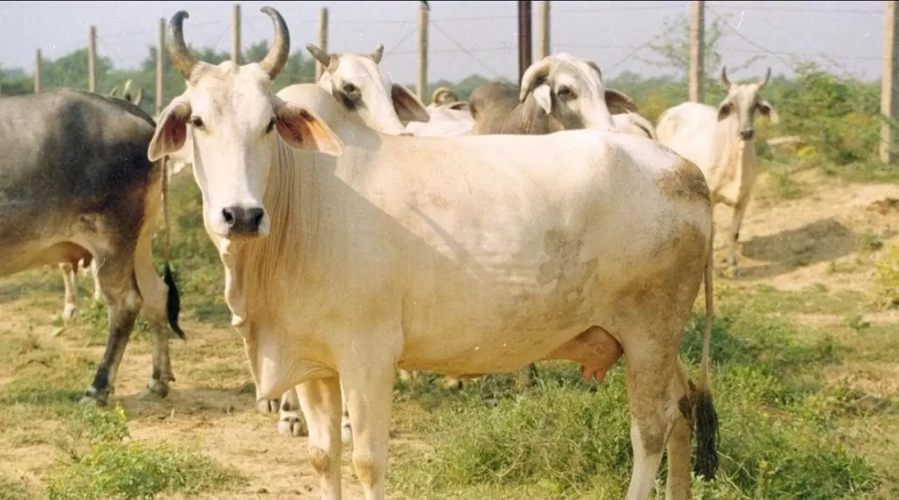 Indigenous cows get ‘Rajya Mata’ status in Maharashtra