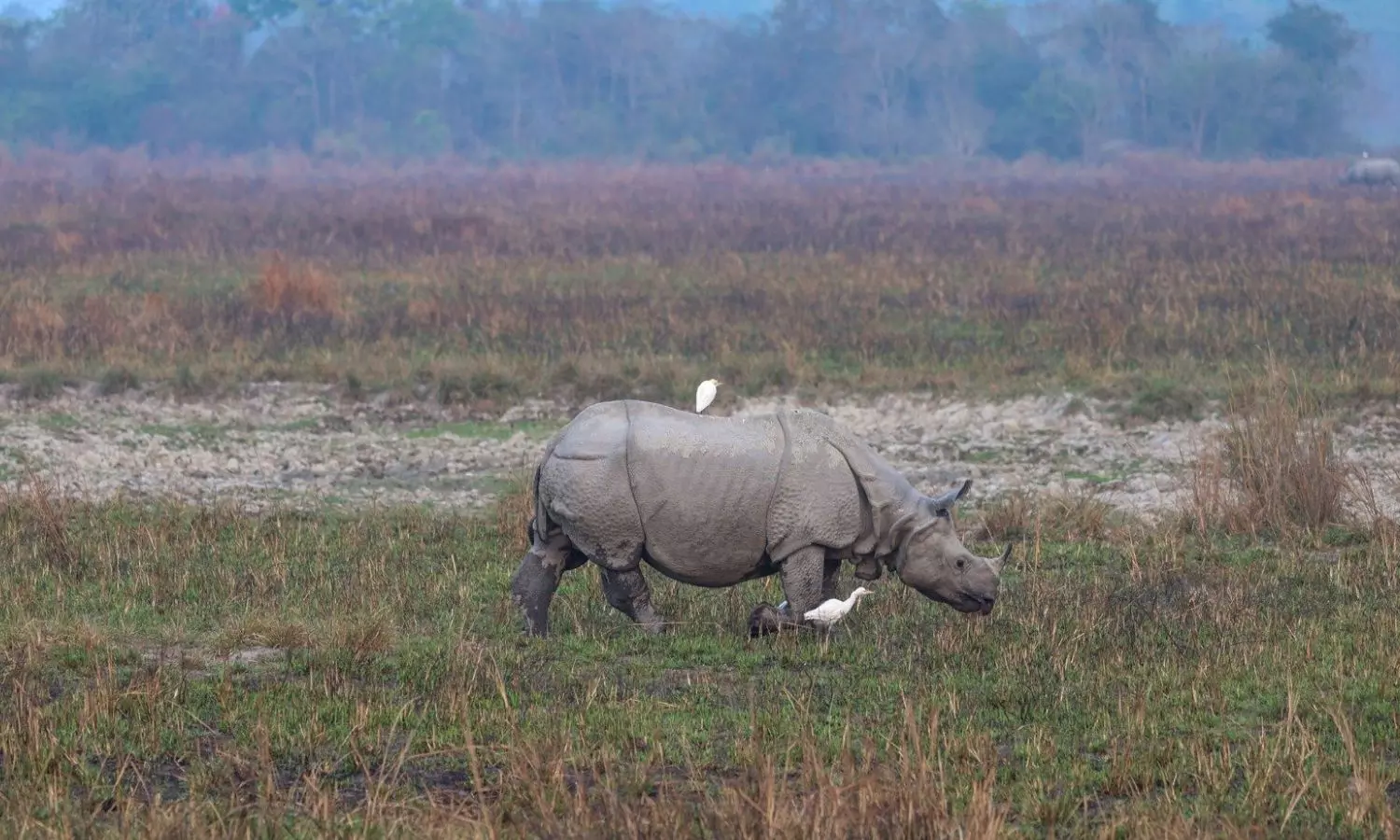 Assam’s Kaziranga National Park opens for tourists