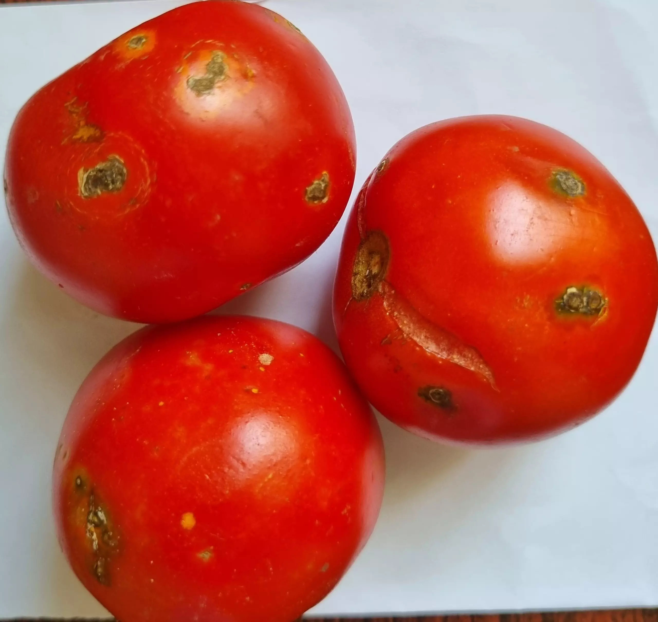 Andhra Pradesh: Snake scare hits tomato market