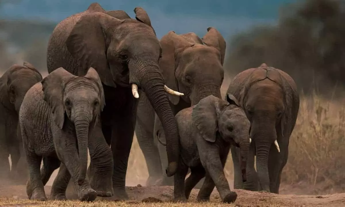 Genetic study tracks migration history of elephants in India, finds 'dilution of diversity'