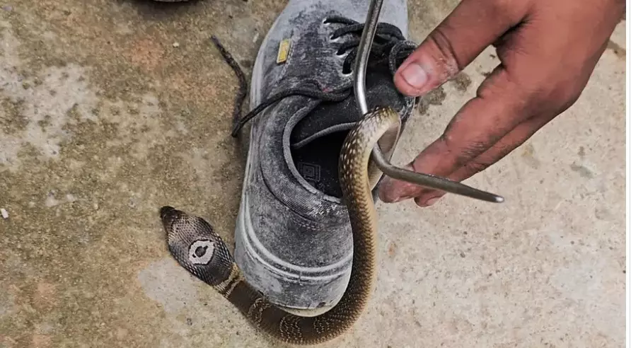 Check your shoes before putting them on: A life-saving lesson from a snakebite survivor