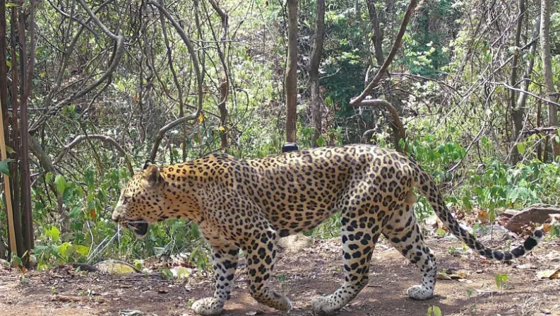 Leopard sighting near Bhubaneswar airport sparks search operation