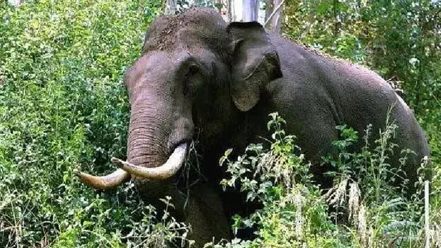 Elephant flees Telugu movie set, found 12 hours later in Kerala forest