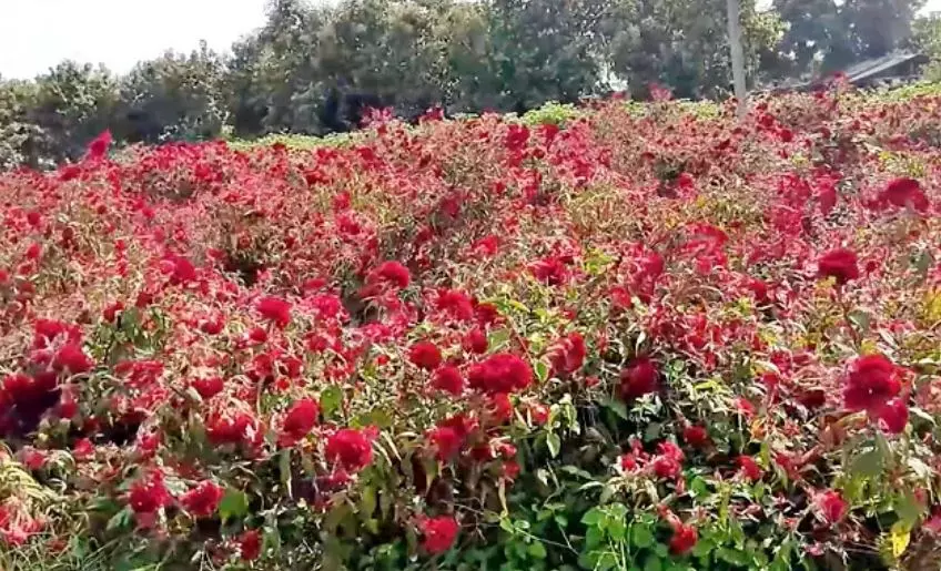 Sita Jada Pulu Wildflower Floods Hyderabad Markets for Bathukamma