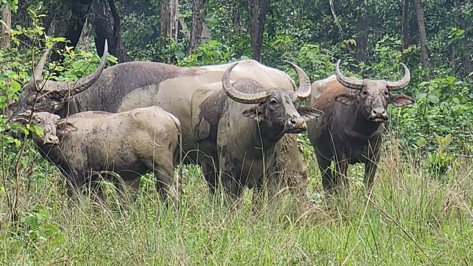 Two Wild Buffalo Calves Born, Kindle Hope of Conservation in Chhattisgarh