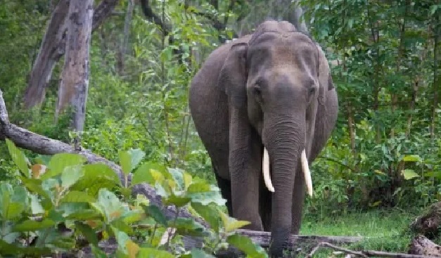 Elephant severely injured after being hit by speeding train in Tripura