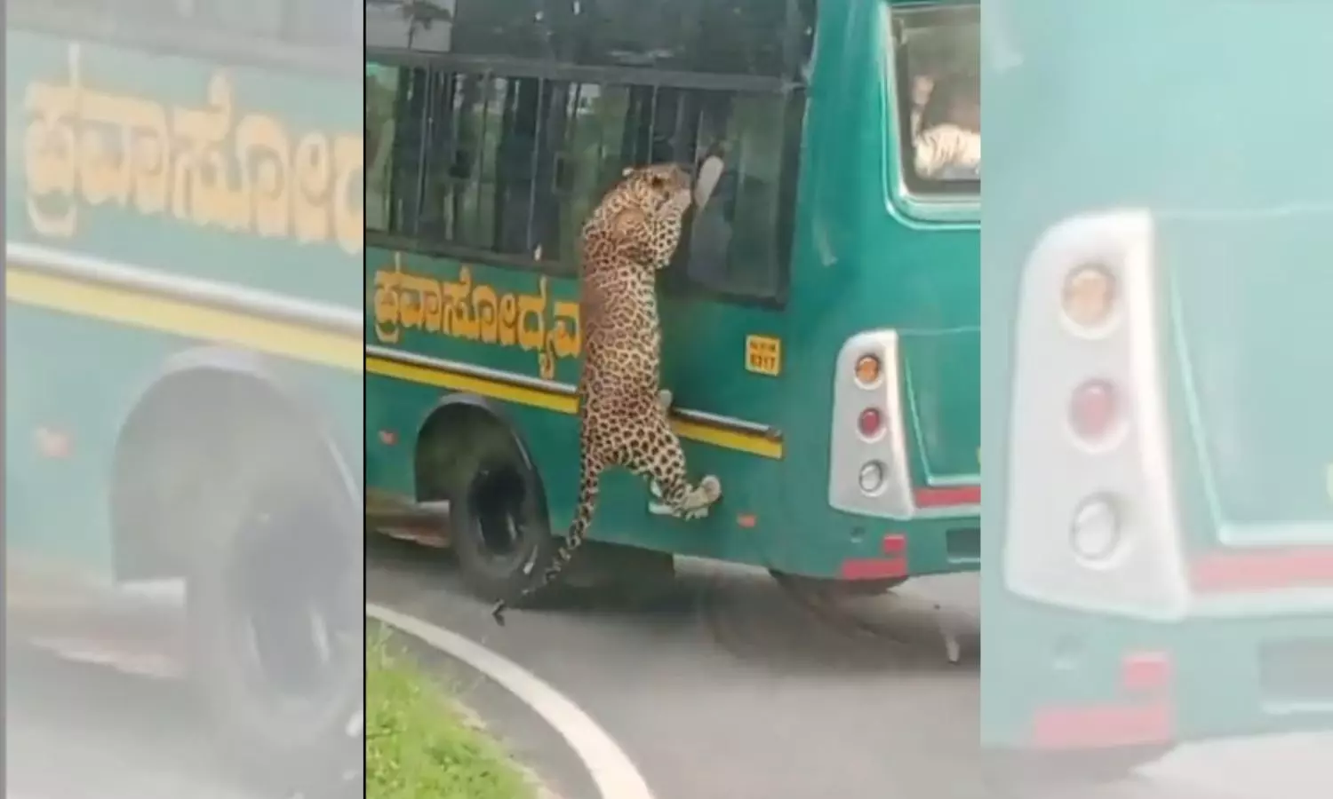 Watch: Video of leopard leaping at safari bus at Bannerghatta National Park goes viral