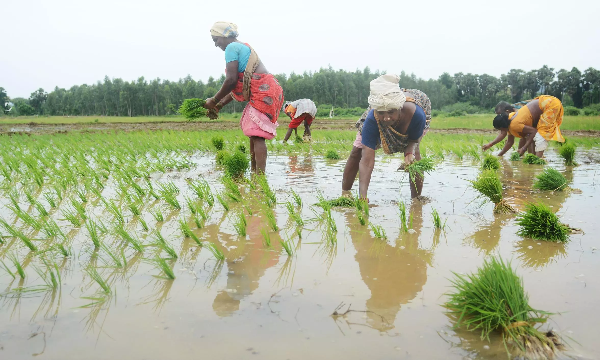 Telangana Agriculture Officers Agree to Join Digital Crop Survey