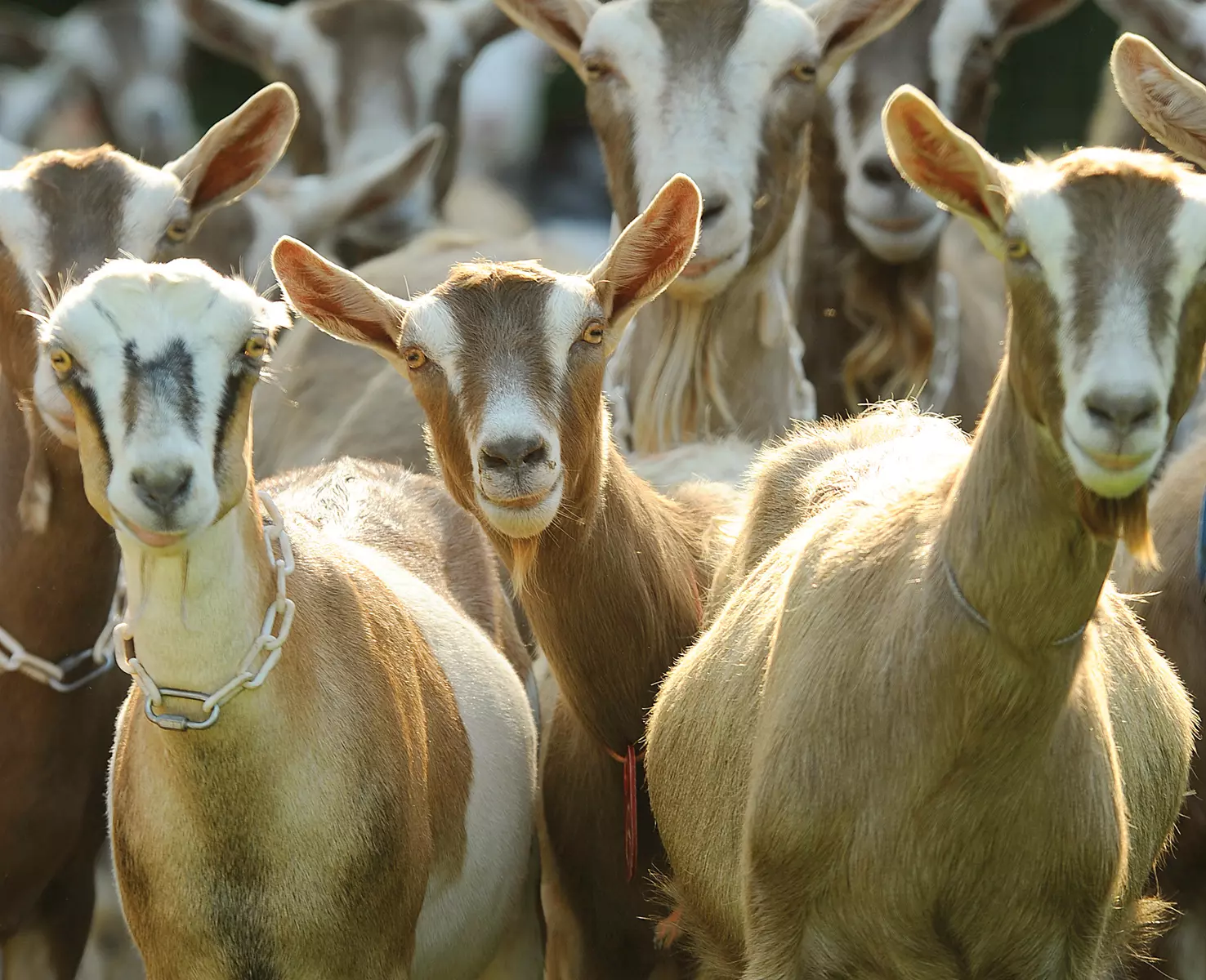 30 goats stolen ahead of Dasara in Jangaon town