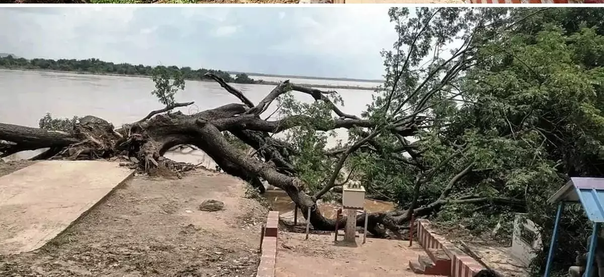 Cinema Tree’ sprouts again after two months of nursing