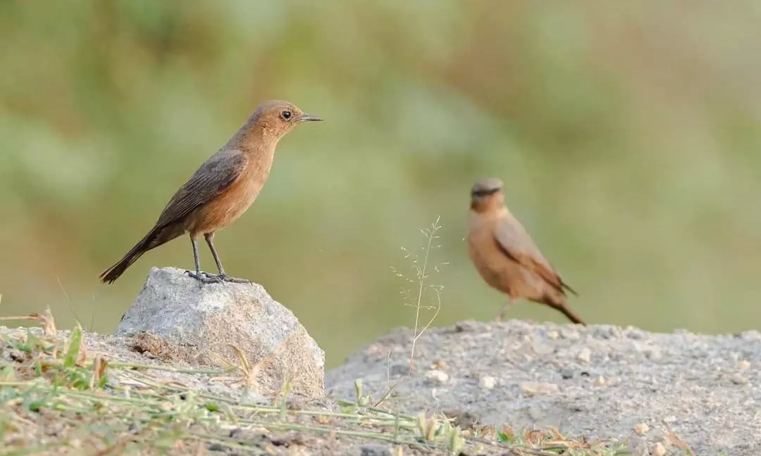 Eternal Rocks Lose Out to Urbanisation in Hyderabad