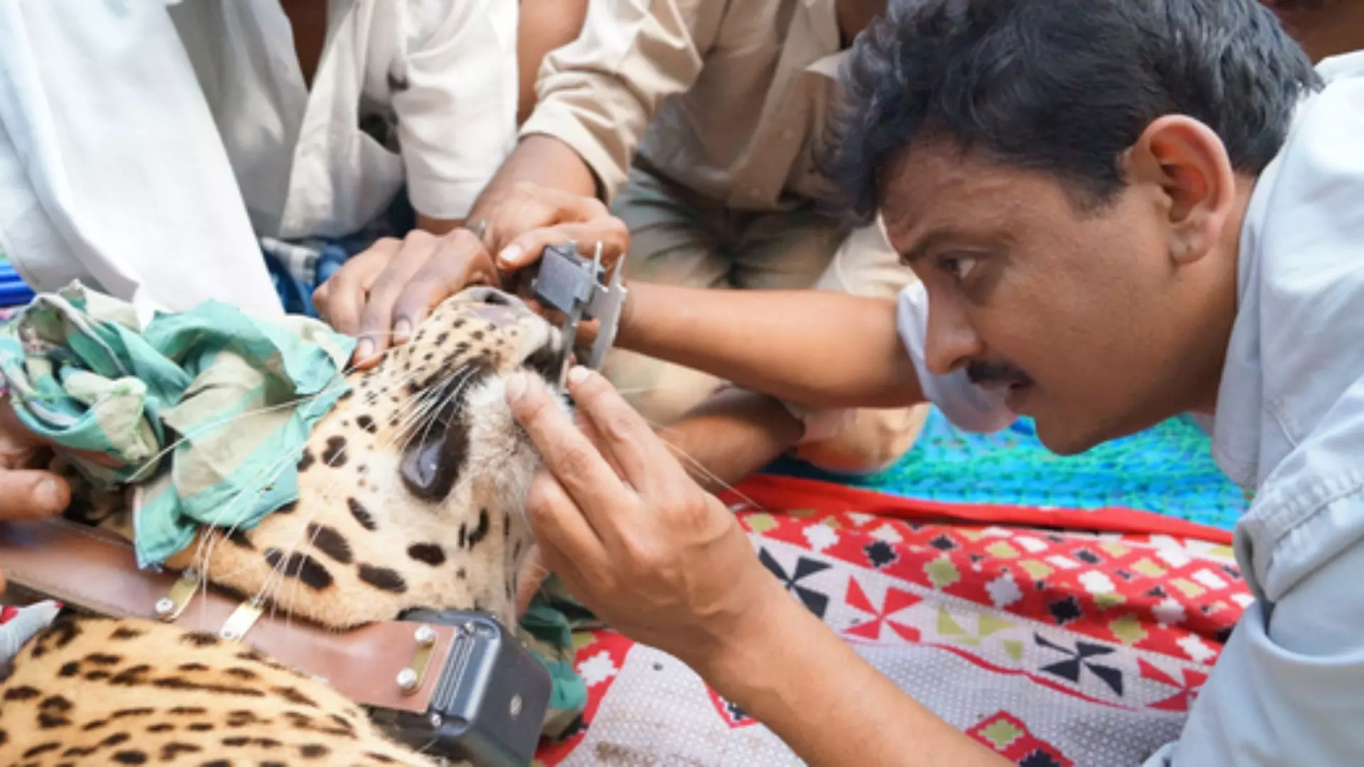 Stop Treating Injured Wildlife in Karnataka: Gubbi