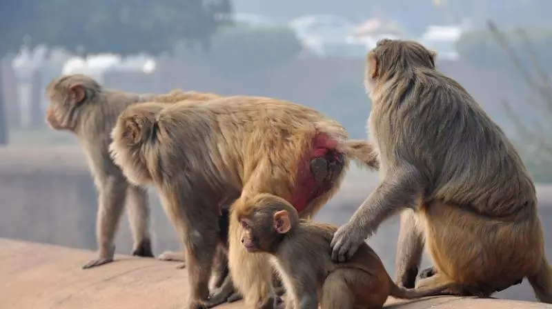 Hong Kong zoo seeks answers after 9 monkeys die in 2 days